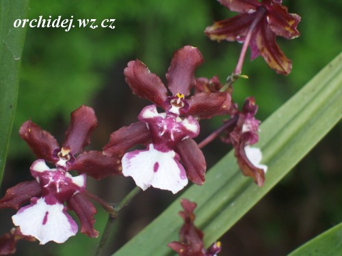 Oncidium Sharry Baby 'Sweet Fragrance'